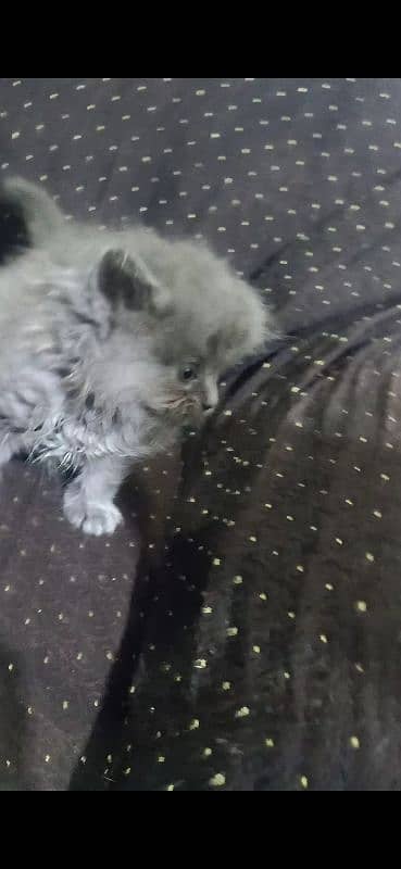 Persian Cat /Grey Persian Kitten / Perisan Male Kitten 6