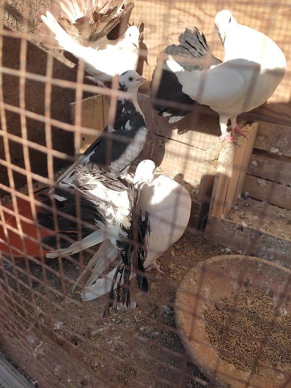 pigeon for sale/lucky kabootar ha 2