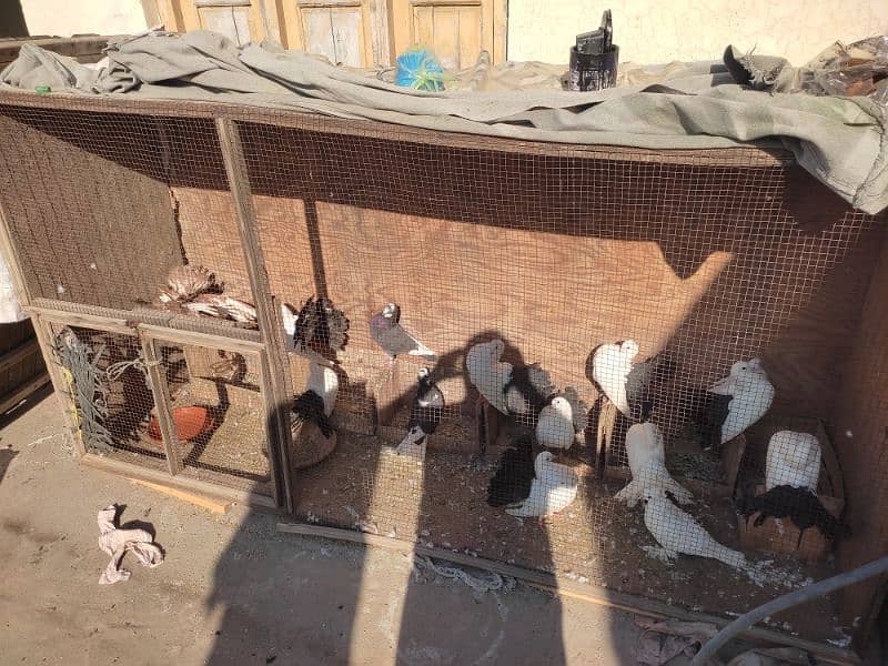 pigeon for sale/lucky kabootar ha 3