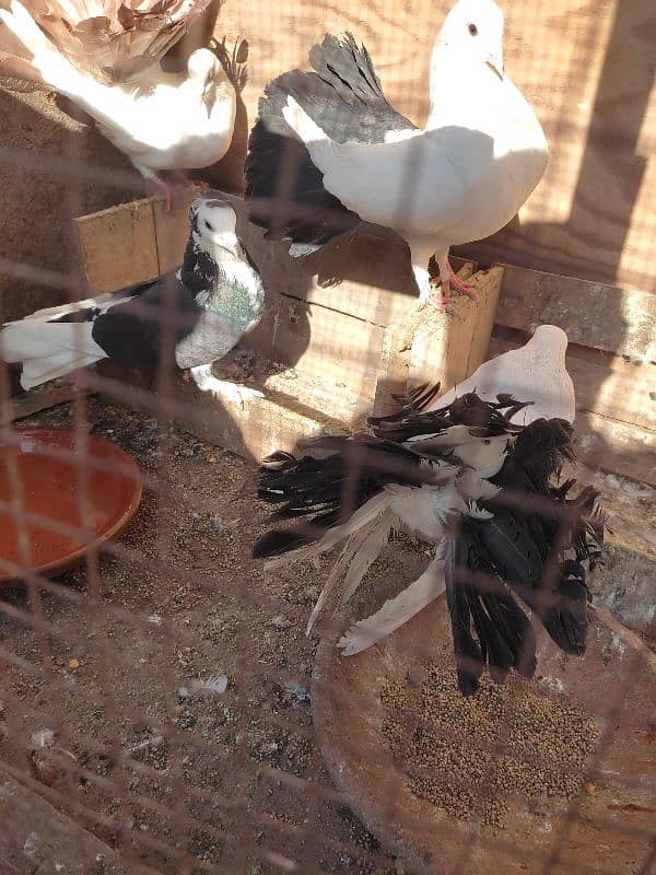 pigeon for sale/lucky kabootar ha 4