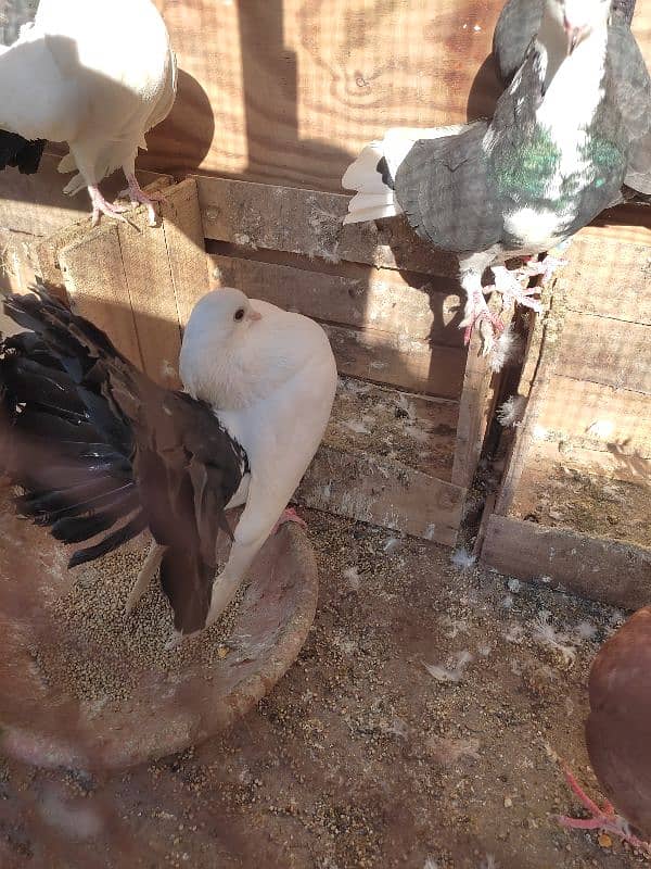 pigeon for sale/lucky kabootar ha 5