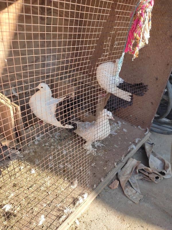 pigeon for sale/lucky kabootar ha 6