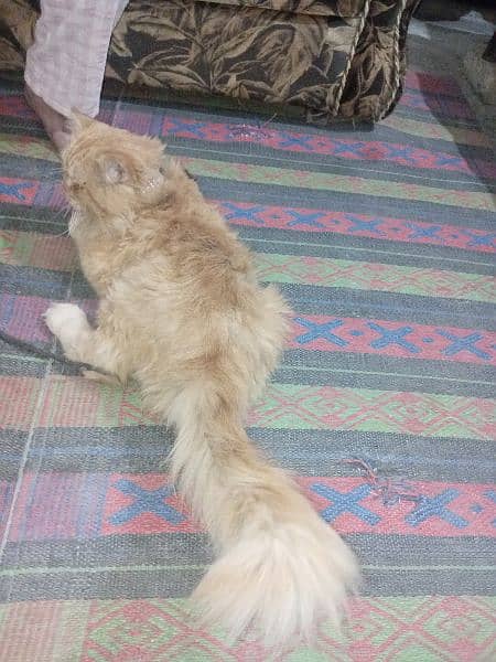 Persian Male Cat 3