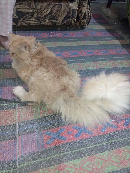 Persian Male Cat 4