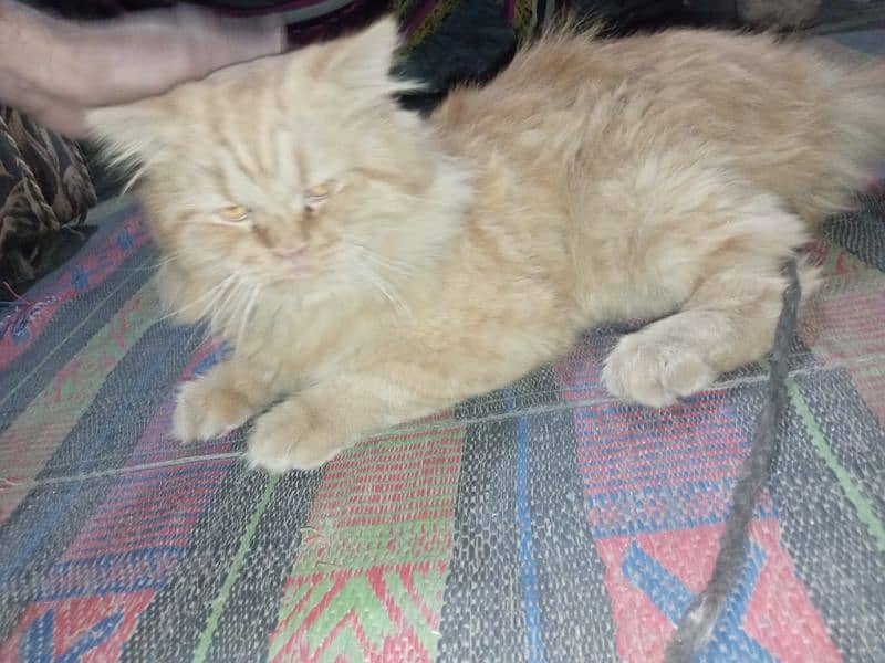 Persian Male Cat 7