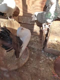 lucky kabootar/ pigeons for sale