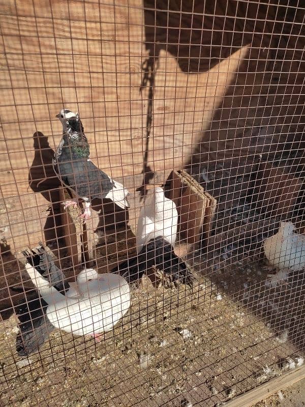 lucky kabootar/ pigeons for sale 5