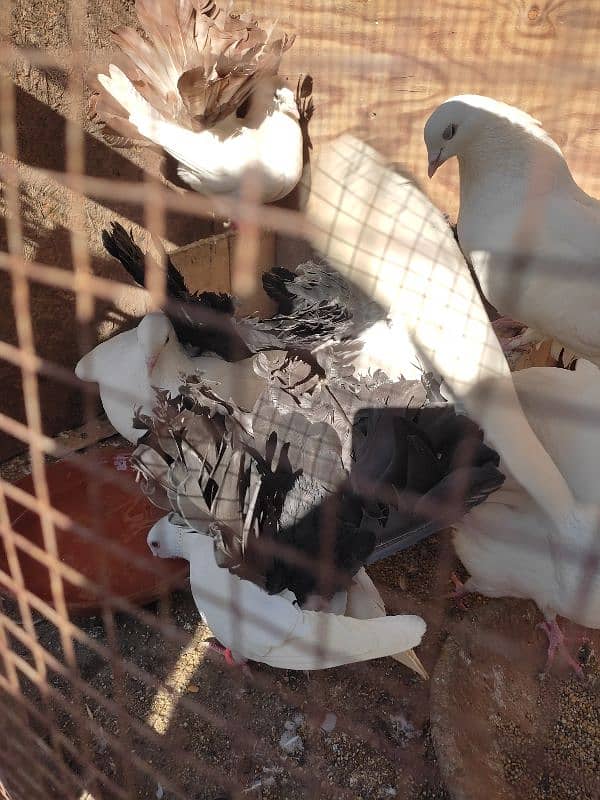 lucky kabootar/ pigeons for sale 6