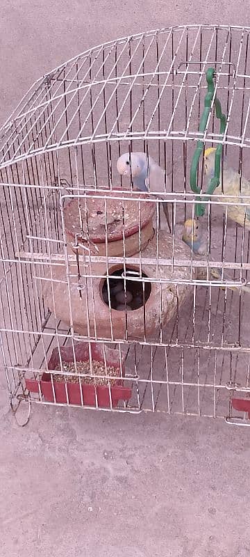 parrots For Sale in Khanna pull 0