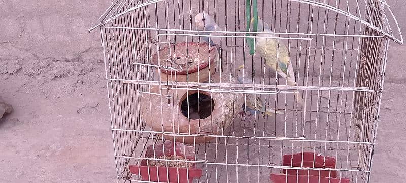 parrots For Sale in Khanna pull 1