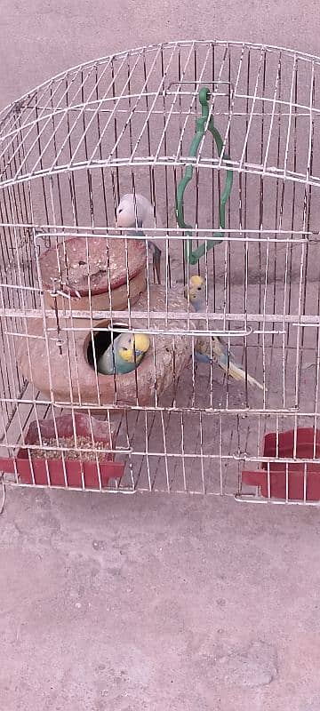 parrots For Sale in Khanna pull 2