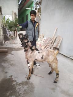 Sherra betal Bakra goat