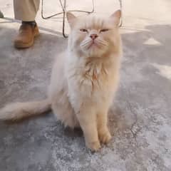 Persian cat is looking for new home