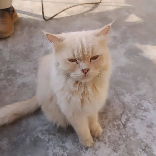 Persian cat is looking for new home 1