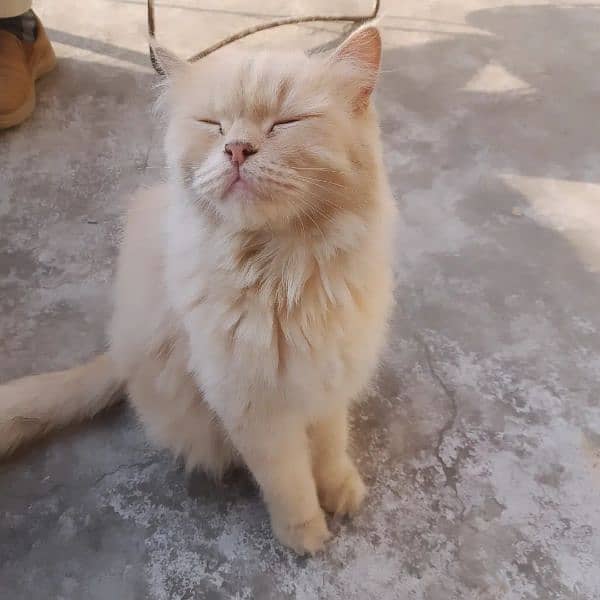 Persian cat is looking for new home 2