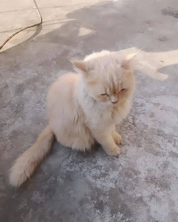 Persian cat is looking for new home 3