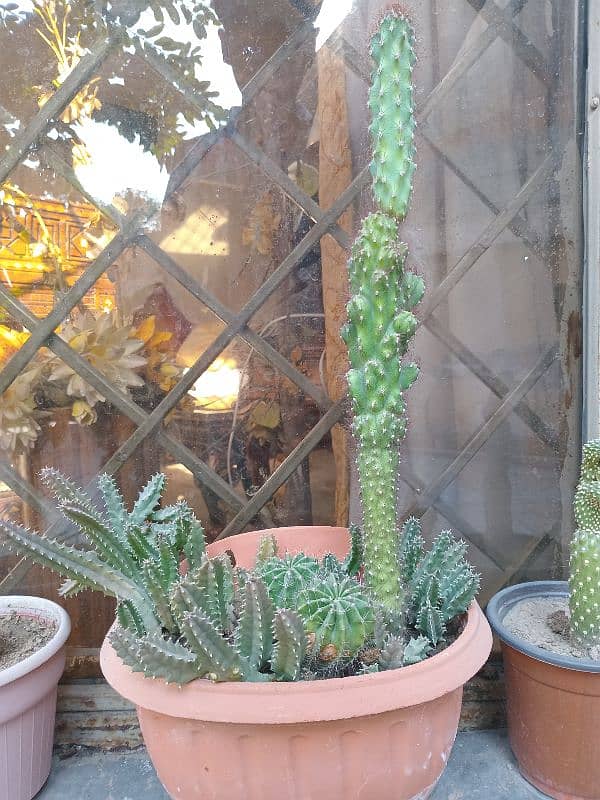 Caactus plant for garden 0