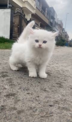 Persian kittens | triple Coated | Punch Face kittens For Sale