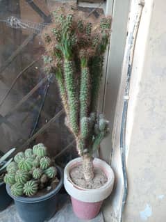 Cactus plant for garden decoration