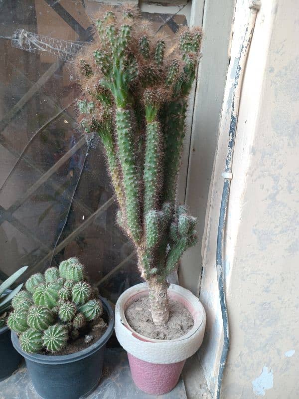 Cactus plant for garden decoration 0