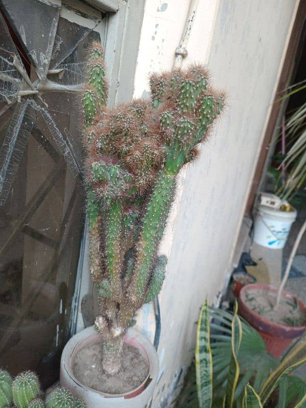 Cactus plant for garden decoration 1