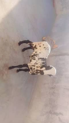 pure khara male sheep 6 month