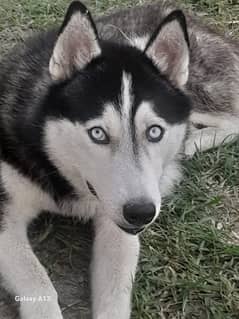 Siberian huskey for sale