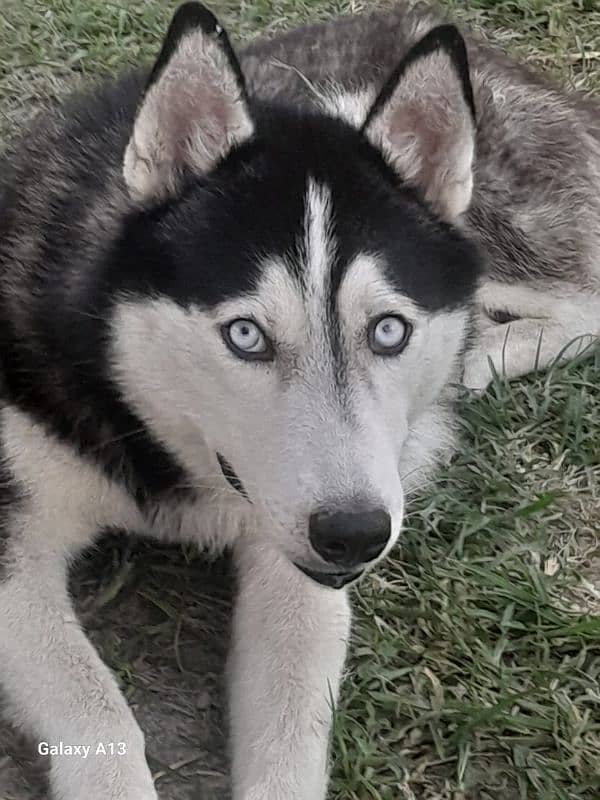 Siberian huskey for sale 0