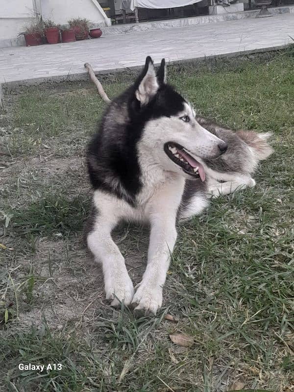 Siberian huskey for sale 1