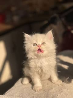 Persian kitten for sale