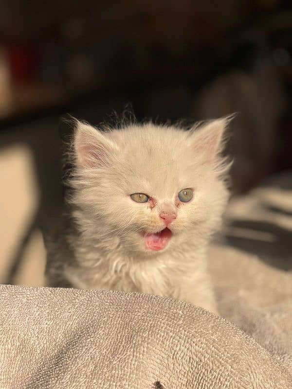 Persian kitten for sale 1