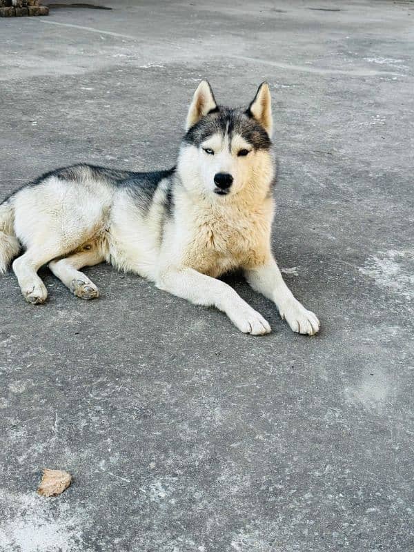 Alaskan malamute /Husky 2