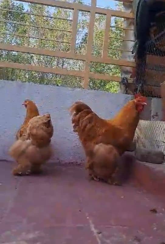 golden heavy coachain and white silky chicks 2