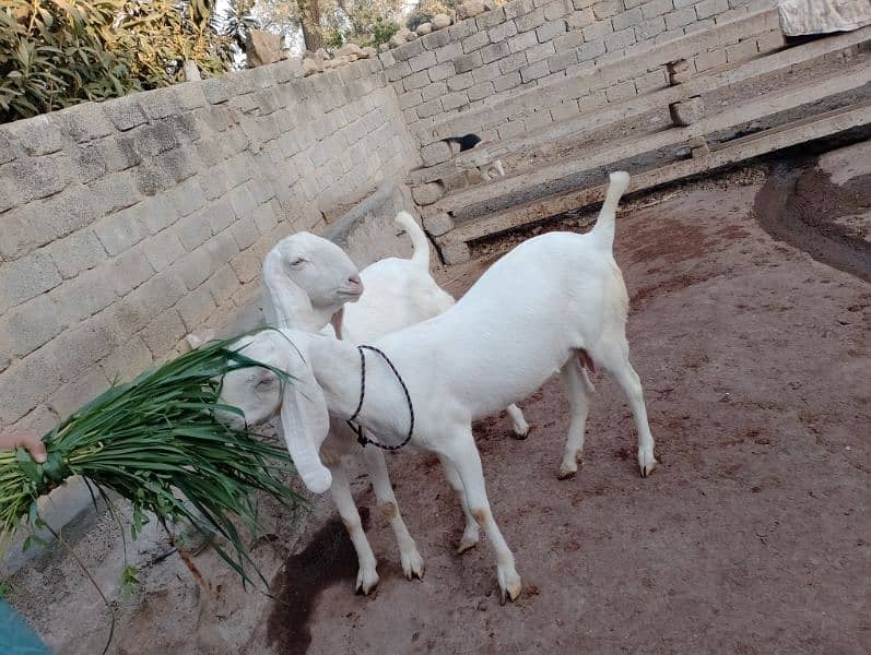 rajanpuri female pragnet goat. 0