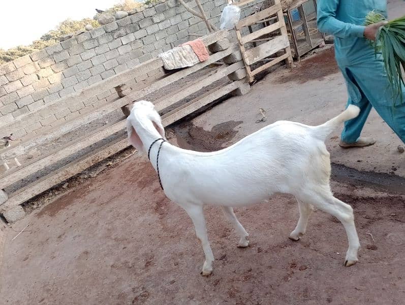 rajanpuri female pragnet goat. 1