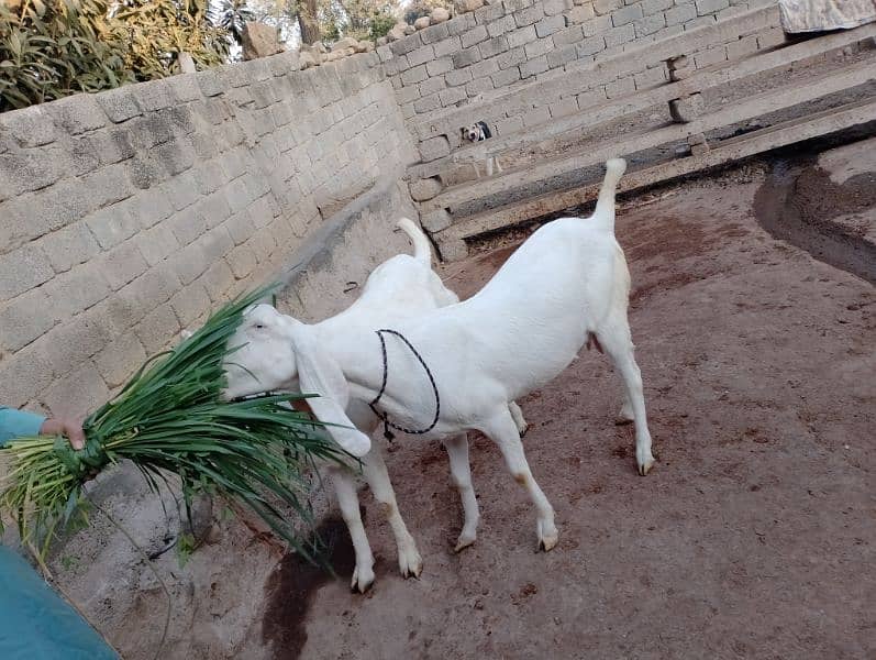 rajanpuri female pragnet goat. 2