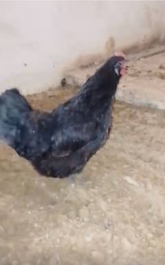 Australorp