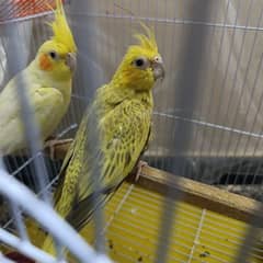 Cockatiel