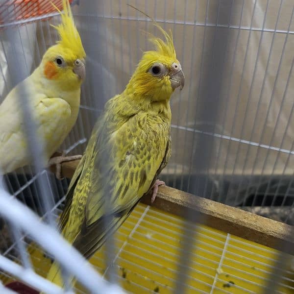 Cockatiel Pair 0