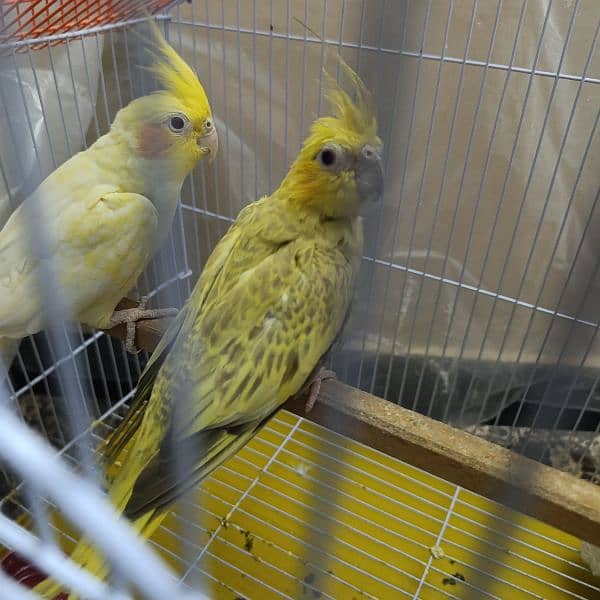 Cockatiel Pair 1