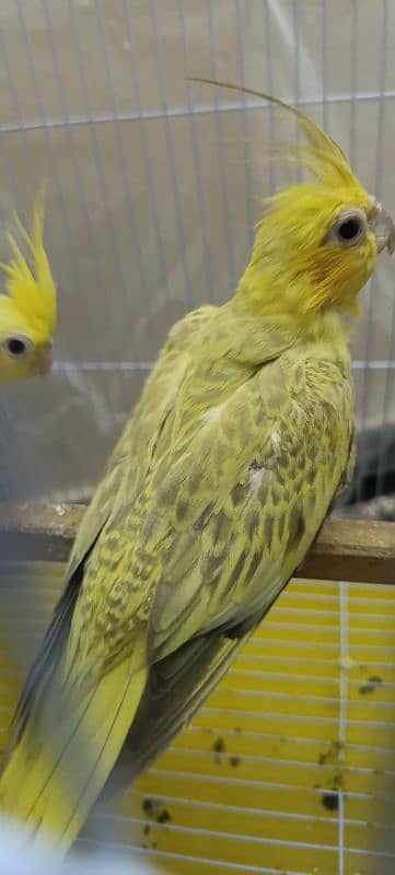 Cockatiel Pair 3