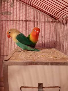 HOME BREEDER LOVEBIRDS