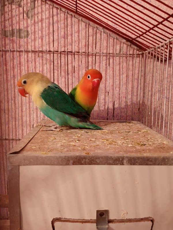 HOME BREEDER LOVEBIRDS 0