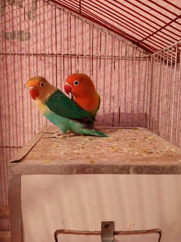 HOME BREEDER LOVEBIRDS 1