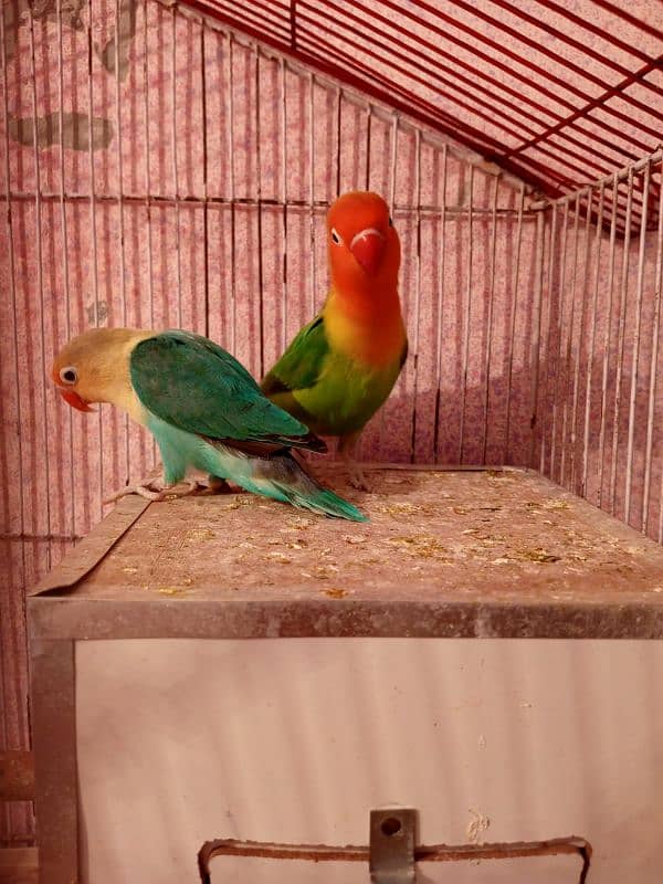 HOME BREEDER LOVEBIRDS 2