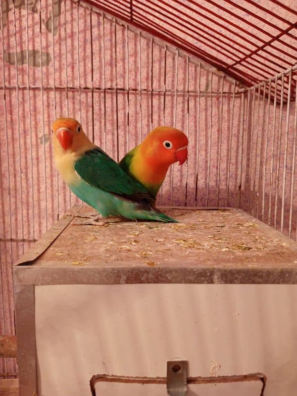 HOME BREEDER LOVEBIRDS 3