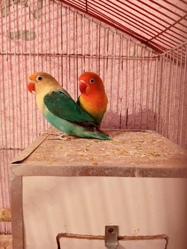 HOME BREEDER LOVEBIRDS 4