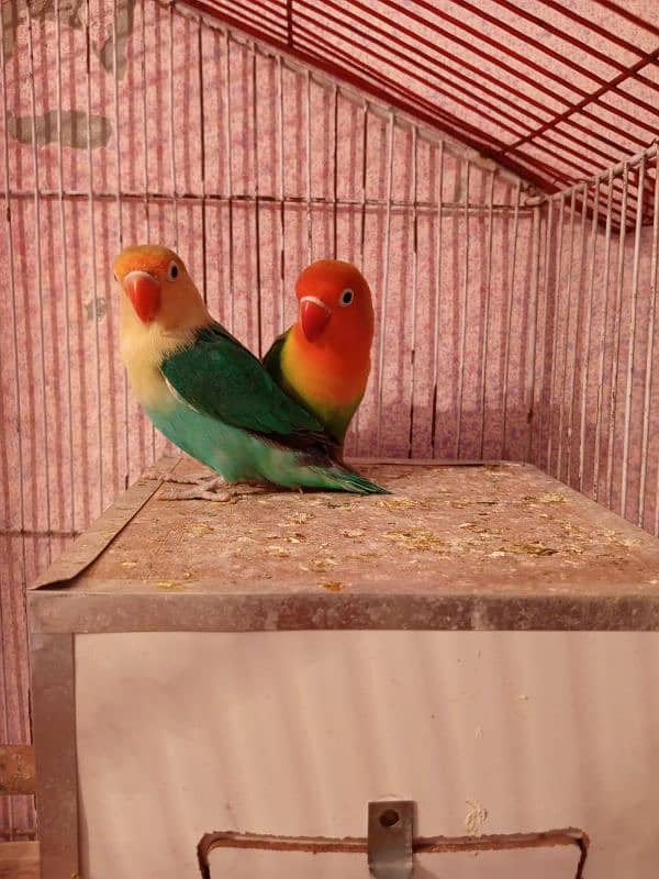 HOME BREEDER LOVEBIRDS 5