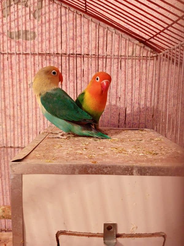 HOME BREEDER LOVEBIRDS 6