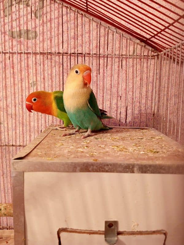 HOME BREEDER LOVEBIRDS 7